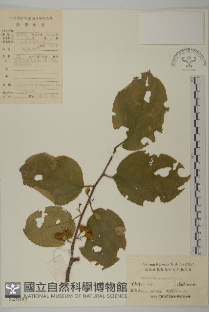 哥蘭葉藏品圖，第1張