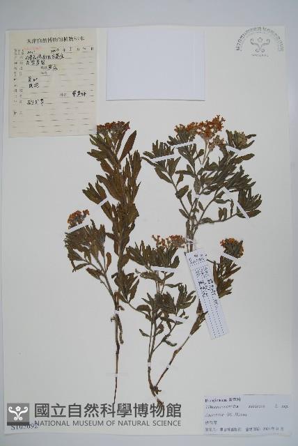 砂引草藏品圖，第1張