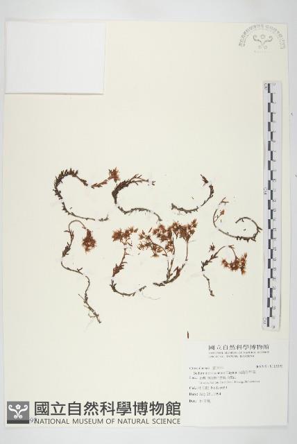 玉山佛甲草藏品圖，第1張