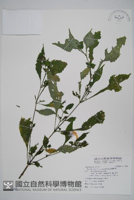 曲莖馬藍藏品圖，第1張