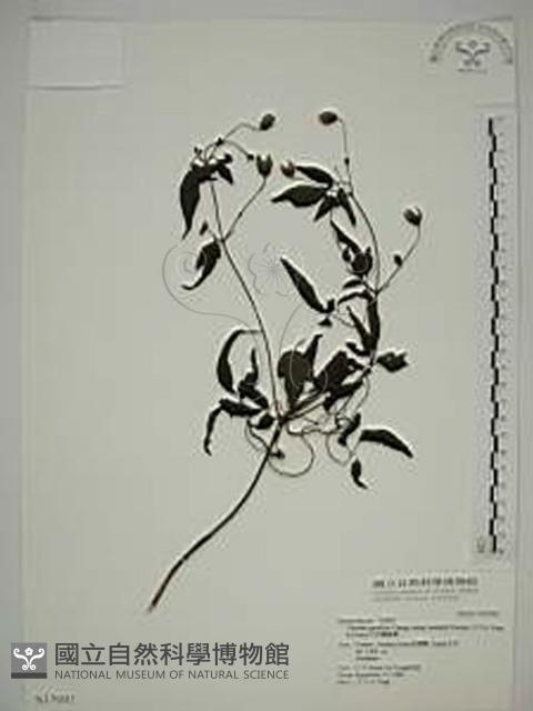 巴氏鐵線蓮藏品圖，第1張