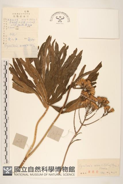 兔兒傘藏品圖，第1張