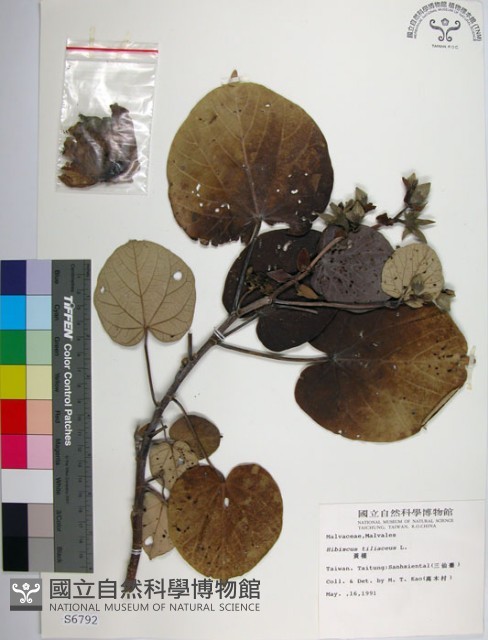 黃槿藏品圖，第1張