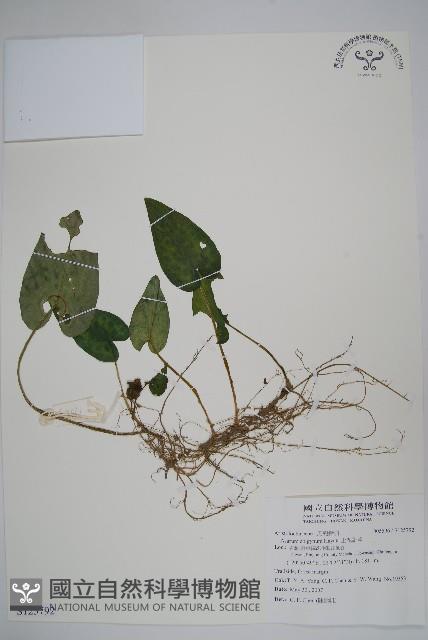 上花細辛藏品圖，第1張