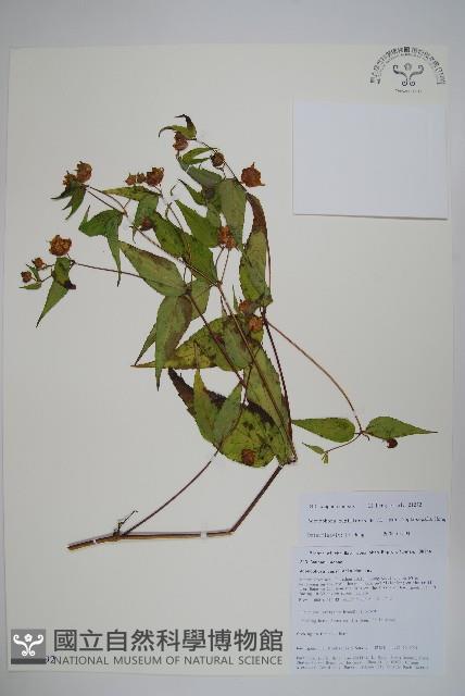 細萼沙參藏品圖，第1張