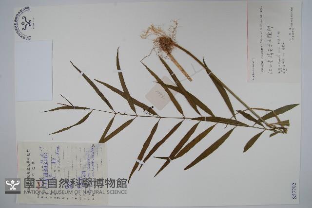 柳葉白前藏品圖，第1張