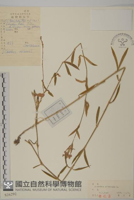 石竹、洛陽花、剪絨花藏品圖，第1張