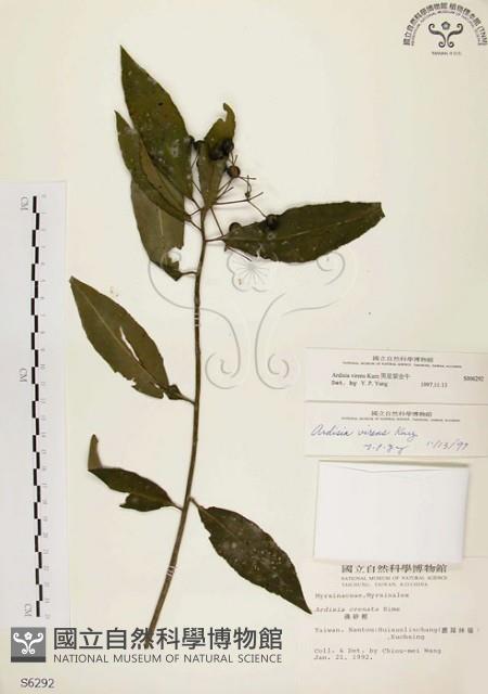 黑星紫金牛藏品圖，第1張