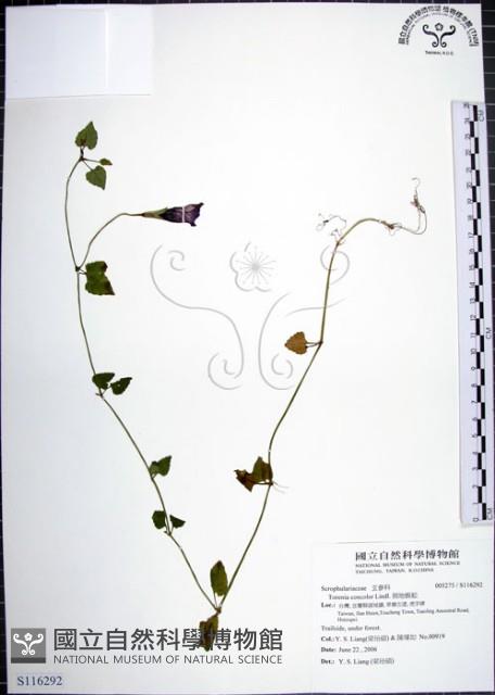 倒地蜈蚣藏品圖，第1張