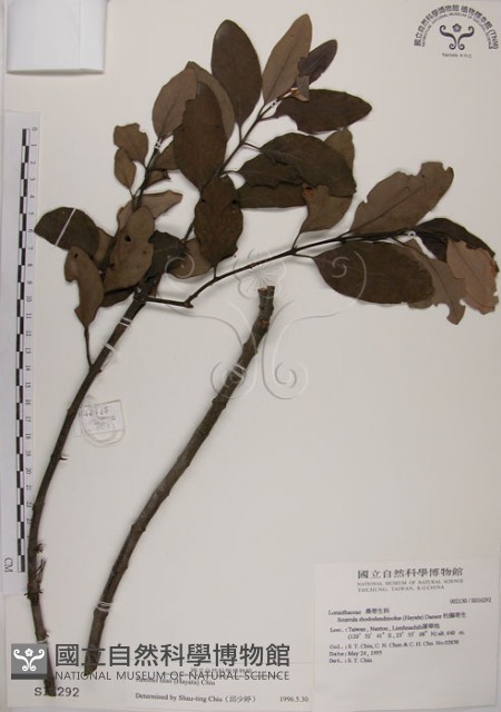 蓮華池桑寄生藏品圖，第1張