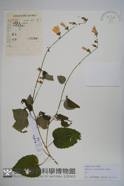 薺苨藏品圖，第1張