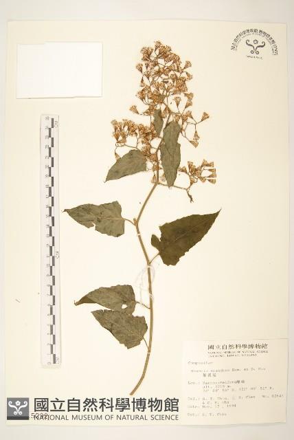 蔓黃菀藏品圖，第1張