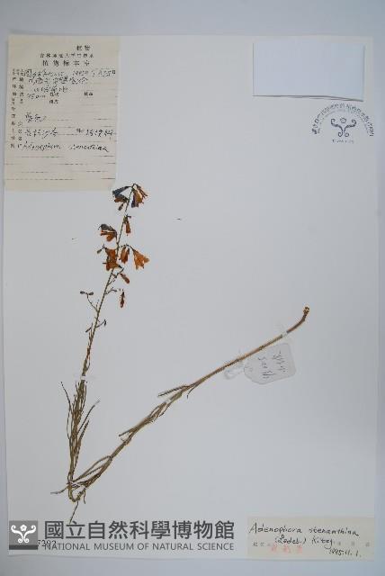 長柱沙參藏品圖，第1張