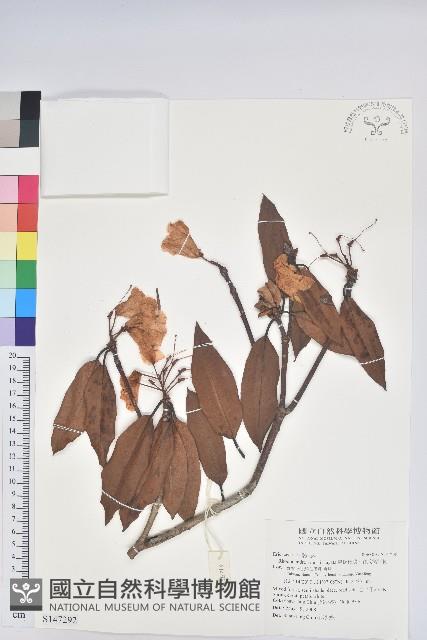 森氏杜鵑、森氏滿江紅藏品圖，第1張