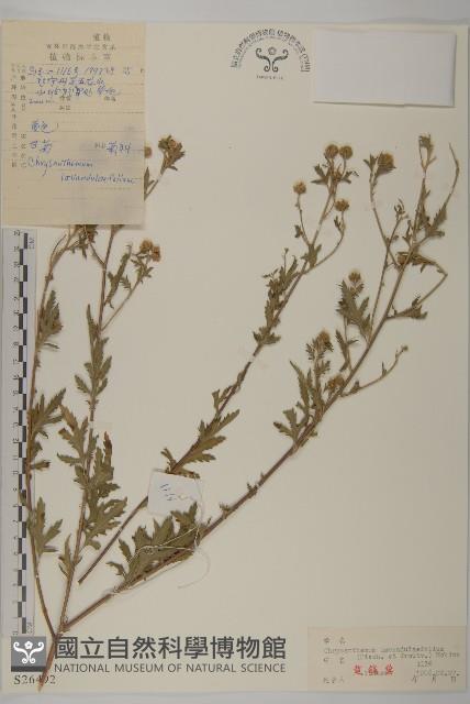 甘菊藏品圖，第1張