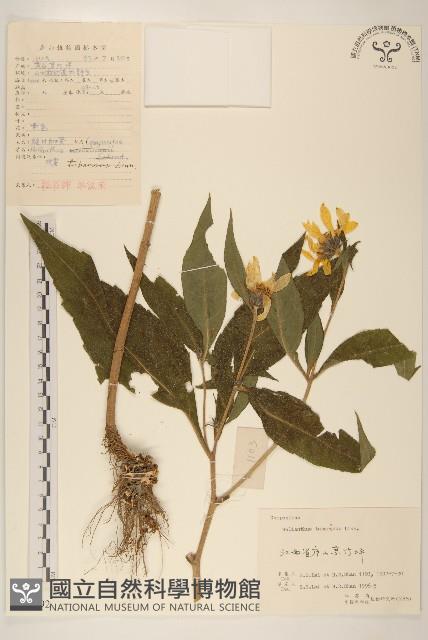 塊根向日葵藏品圖，第1張