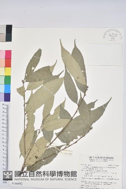 杏葉石櫟、校栗、校櫟藏品圖，第1張