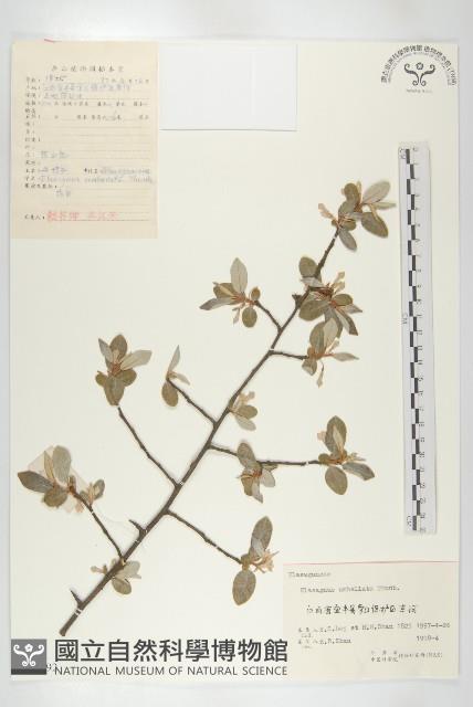 小葉胡頹子藏品圖，第1張