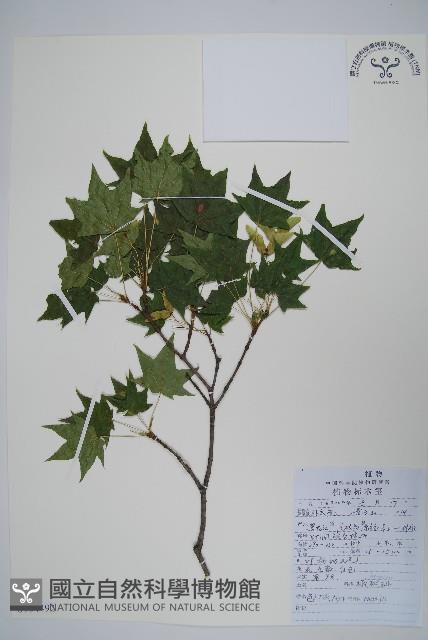 元寶楓, 地錦槭藏品圖，第1張