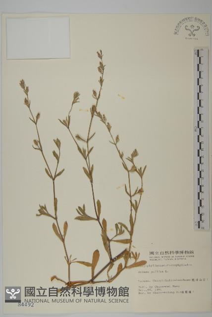 匙葉麥瓶草藏品圖，第1張