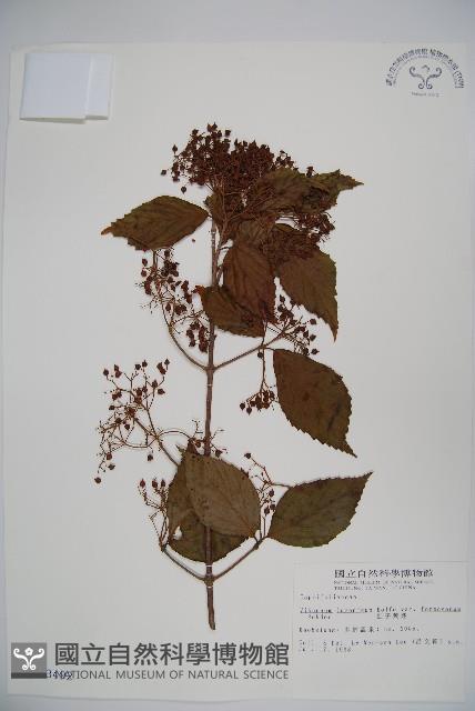 紅子莢迷藏品圖，第1張