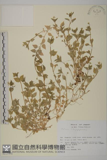 登錄號:S113492藏品圖，第1張