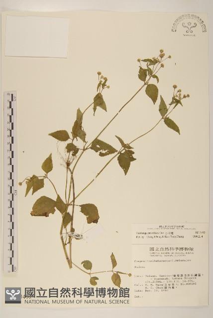 小米菊藏品圖，第1張