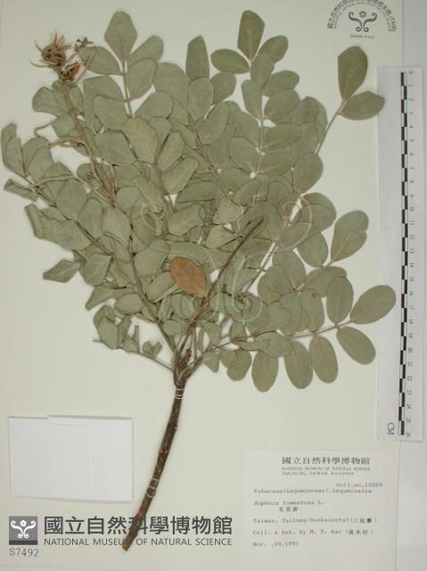 毛苦參藏品圖，第1張