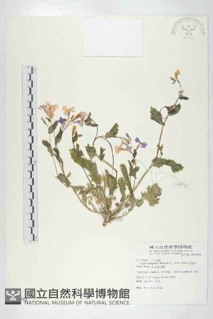 諸葛菜藏品圖，第1張