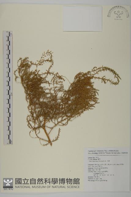 臭杏、土荊芥藏品圖，第1張