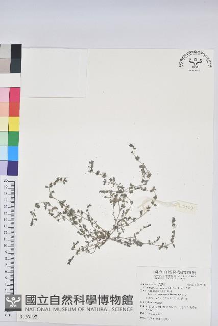 伏生大戟藏品圖，第1張