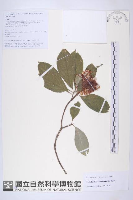 頭狀四照花藏品圖，第1張