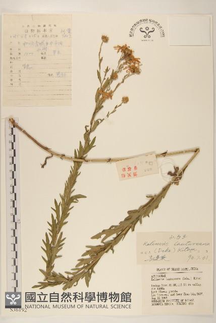 山馬蘭藏品圖，第1張