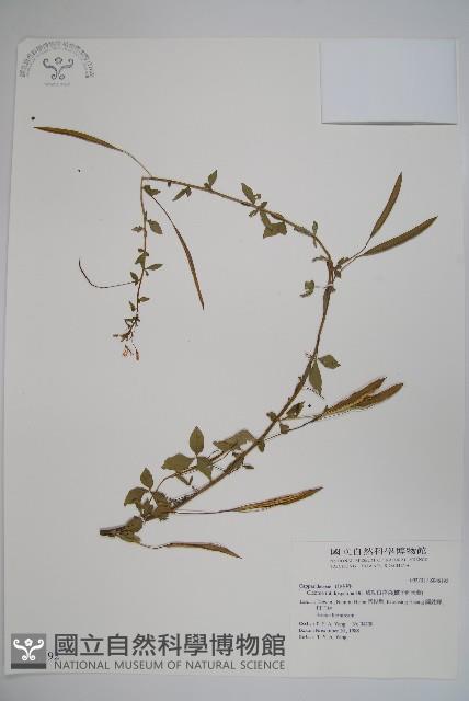 平伏莖白花菜、成功白花菜藏品圖，第1張