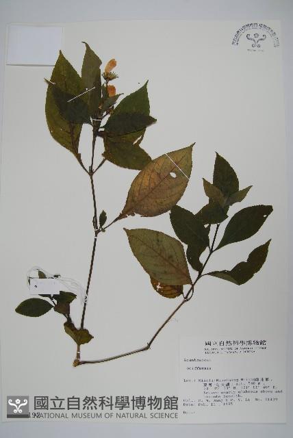 腺萼馬藍藏品圖，第1張
