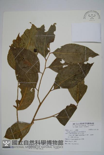 毛瓣蝴蝶木藏品圖，第1張