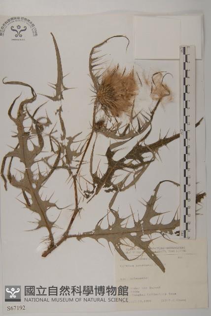 Accession Number:S067192 Collection Image, Figure 1, Total 2 Figures