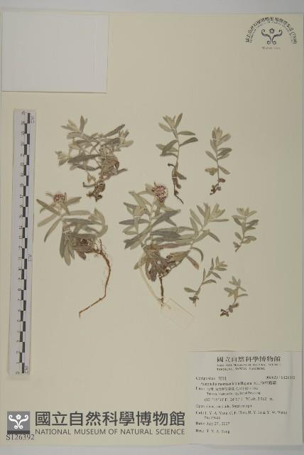 玉山抱莖籟簫藏品圖，第1張