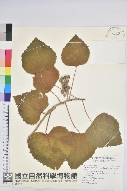 蟲屎藏品圖，第1張