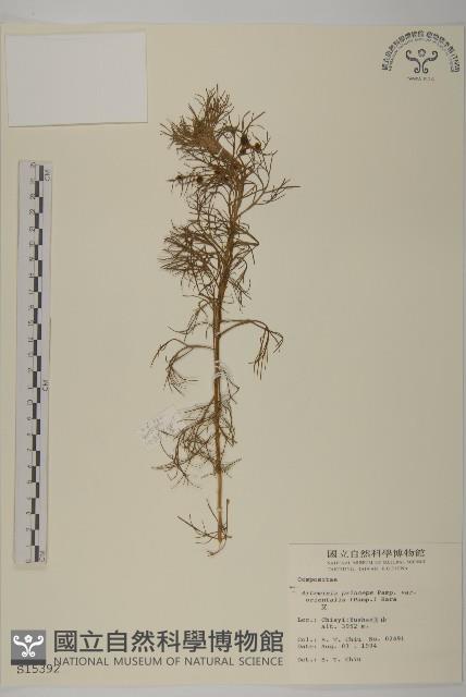 細葉山艾藏品圖，第1張