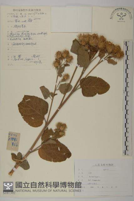 牛蒡藏品圖，第1張