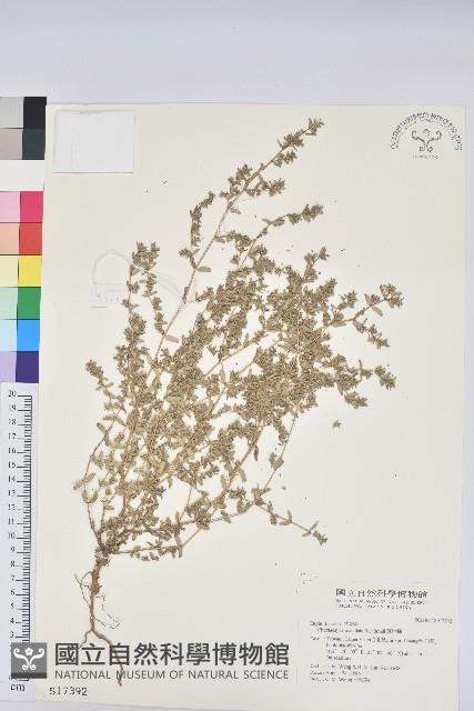 斑地錦藏品圖，第1張