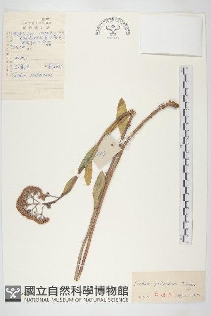 白景天藏品圖，第1張