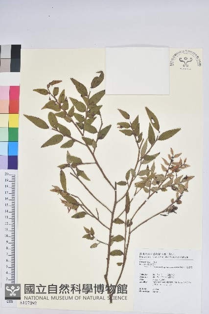 毛蕊花藏品圖，第1張