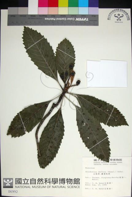 山枇杷、臺灣枇杷藏品圖，第1張