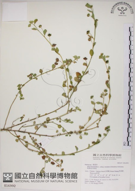 恆春金午時花藏品圖，第1張