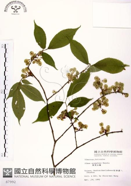 阿里山榆藏品圖，第1張