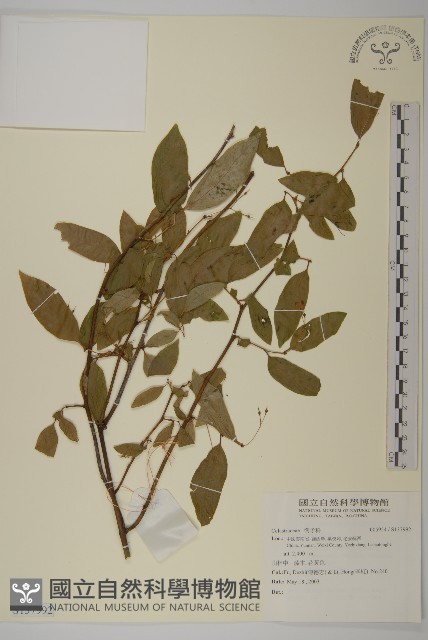 登錄號:S137992藏品圖，第1張
