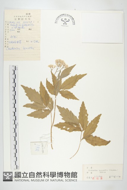 白花碎米薺藏品圖，第1張