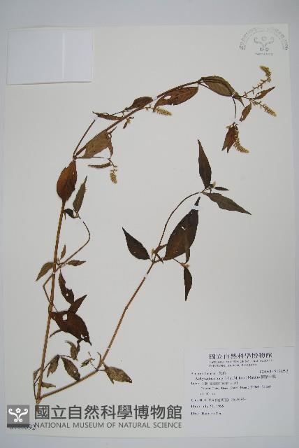 柳葉牛膝藏品圖，第1張